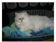 white persian female. 3 year old only had a few days....