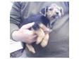 yorkie x jack russell. Two lovely boy Jack Russell X....