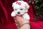 Beautiful Maltese Puppies For Excellent Homes
