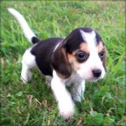 Beagle Puppies Available