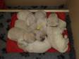 Pedigree KC Registered Golden Retriever Puppies in Derby,  Derbyshire