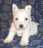 Cute and Tiny West Highland Terrier Puppies