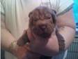 gorgeous sharpei puppies. adorable wrinkley puppies!....