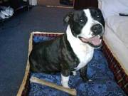 2 year old staffy male for sale