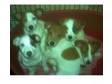 jack russell puppies. 3 boys 2 girls brown and white....
