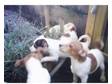 Jack Russells. 5 very nicely marked Jack Russell puppies....