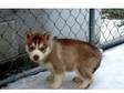 well trained and socialized Siberian husky puppies now....