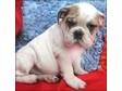ENGLISH BULLDOG Puppies For Sale Kelly is a white and....