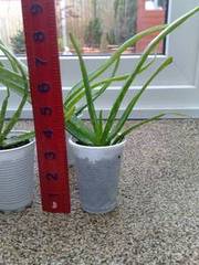 Aloe Vera Plant 6inch's - 12inchs