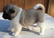 cute and lovely akita puppies for sale 